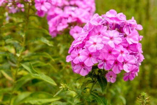 À épingler : 7 plantes faciles à cultiver en rocaille et exposé au soleil