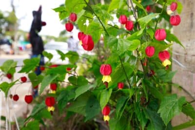 Arbustes à planter en juin au jardin