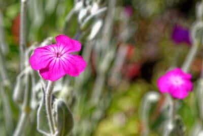 Cimment réussir la culture du Lychnis coronaria