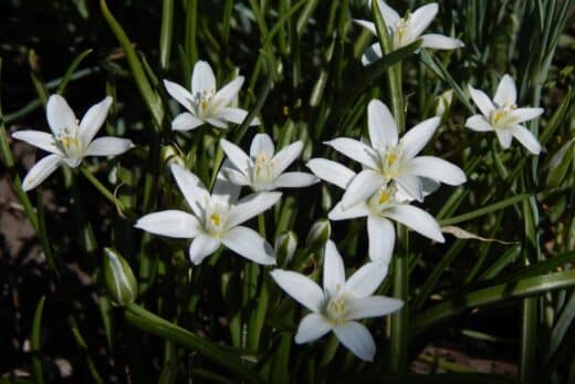 À épingler : Ornithogalum : Comment cultiver et entretenir cette plante à bulbe dans votre jardin ?