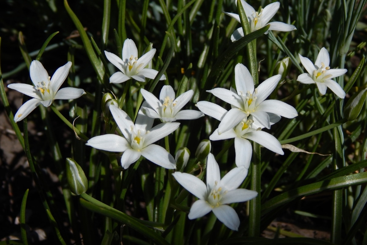 Comment cultiver et entretenir l’Ornithogalum dans votre jardin
