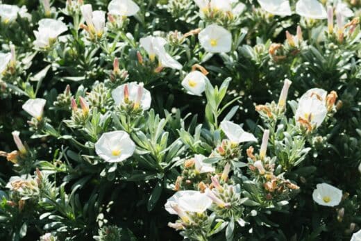 À épingler : Le liseron de Turquie : la plante idéale pour vos rocailles et jardins arides