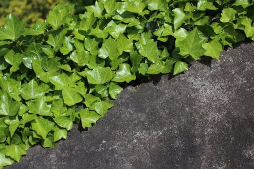 À épingler : Comment limiter la croissance du lierre invasif dans votre jardin ?