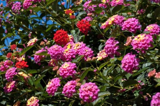 À épingler : Comment planter le lantana pour une explosion de couleurs dans votre jardin ?