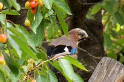 Comment protéger vos cerisiers des oiseaux astuces naturelles pour une récolte réussie