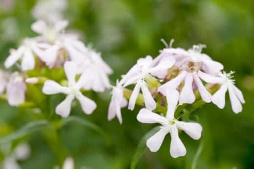 À épingler : Saponaire : tout ce qu’il faut savoir pour réussir sa culture