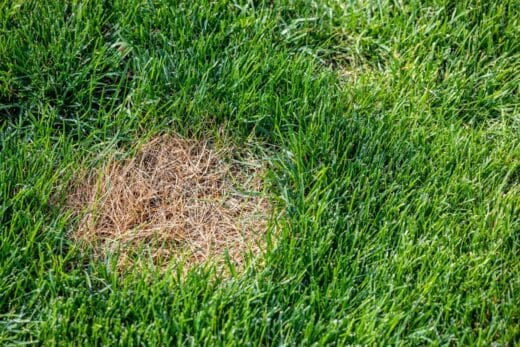 À épingler : Un gazon jauni : voici les gestes à appliquer pour une pelouse verte cet été