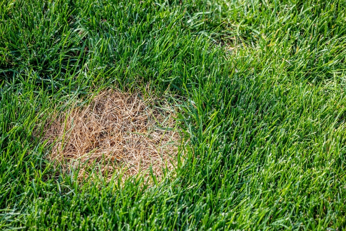 Comment sauver votre gazon jauni cet été