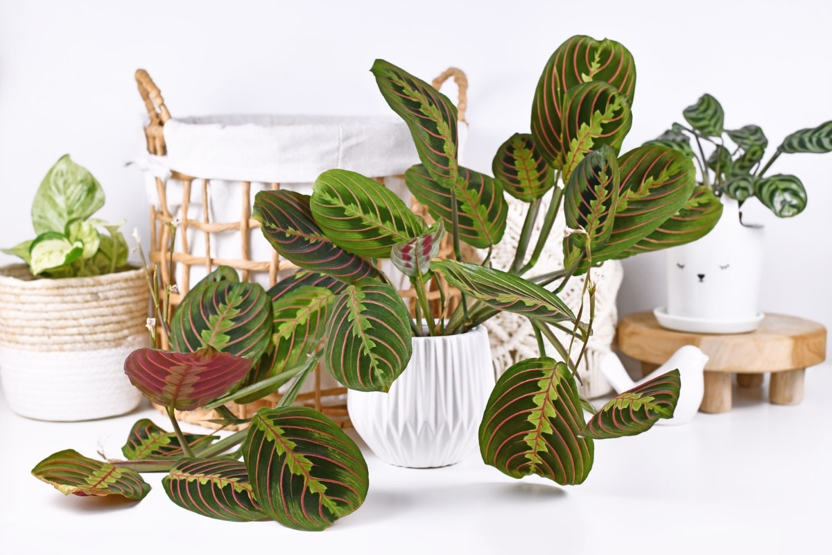 Cultiver la marante en plante d'intérieur