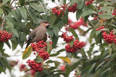 Éloigner les oiseaux des arbres fruitiers