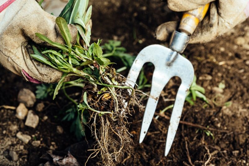 Juin au jardin : voici tous les travaux de jardinage à réaliser dès
