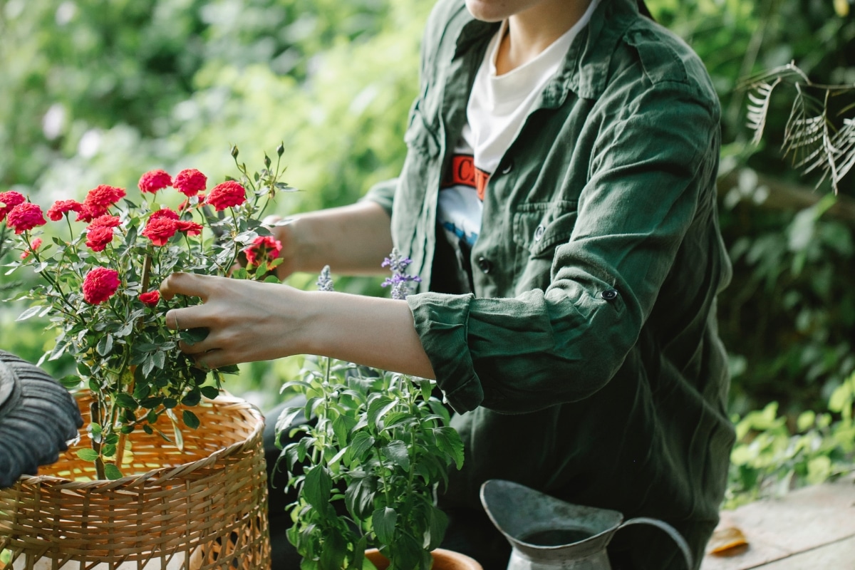 Entretenir un rosier en pot