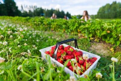 Est-il possible de commencer vos semis de fraises en juin Variétés et conseils