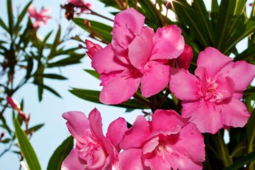 À épingler : Laurier rose : l’erreur à éviter absolument pour une belle floraison cet été