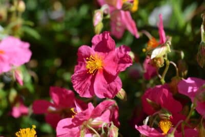 Hélianthème une plante résistante à la sécheresse pour fleurir vos rocailles tout l'été