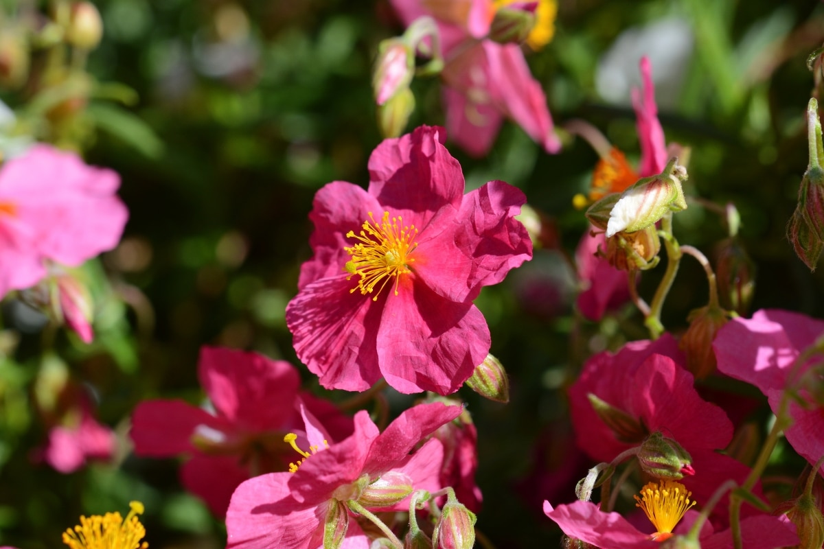 Hélianthème une plante résistante à la sécheresse pour fleurir vos rocailles tout l'été