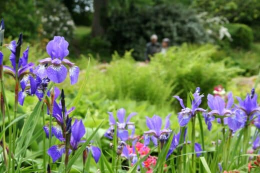 À épingler : Comment entretenir vos iris pour une floraison abondante ?