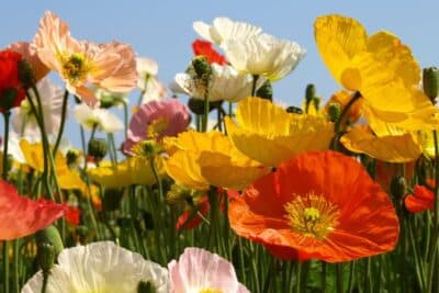Jardin en juin 3 variétés de pavots pour un sublime effet prairie