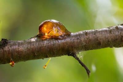 La gommose une barrière naturelle contre les maladies des arbres fruitiers