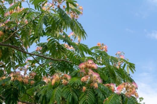 À épingler : Albizia : un arbre spectaculaire à la superbe floraison estivale