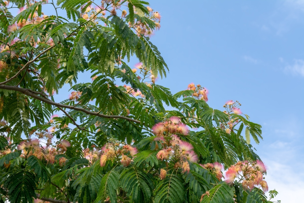 L'albizia