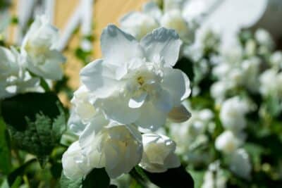 Le Jasmin d'Arabie
