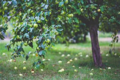 Le juniknip taille et entretien estivaux pour des pommiers sain