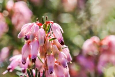 Le Muguet de Chine