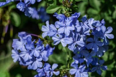 Le Plumbago du Cap