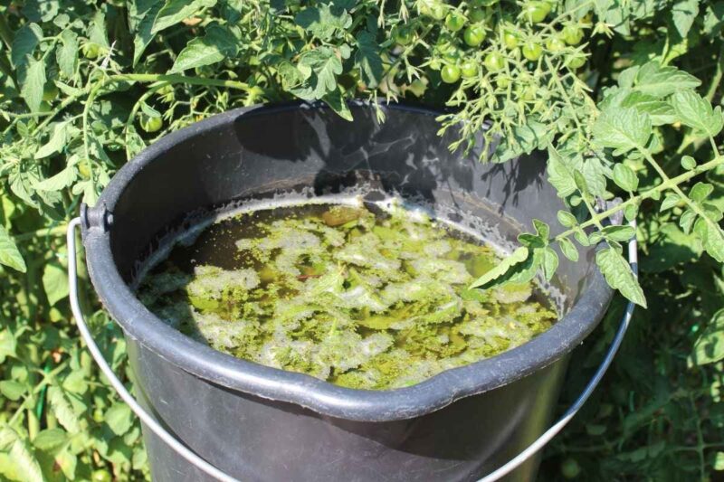 Comment prévenir et traiter naturellement les pucerons sur vos rosiers — free download