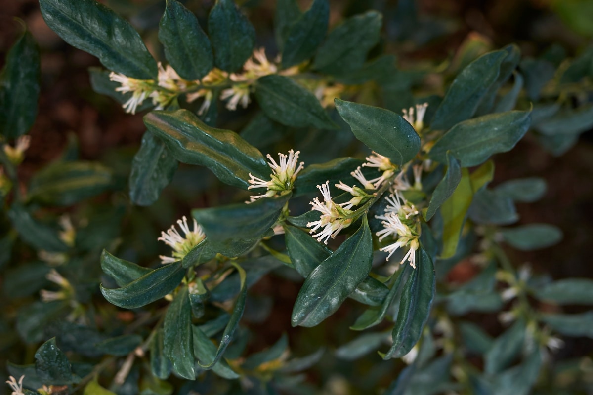Le Sarcococca « Winter Gem »