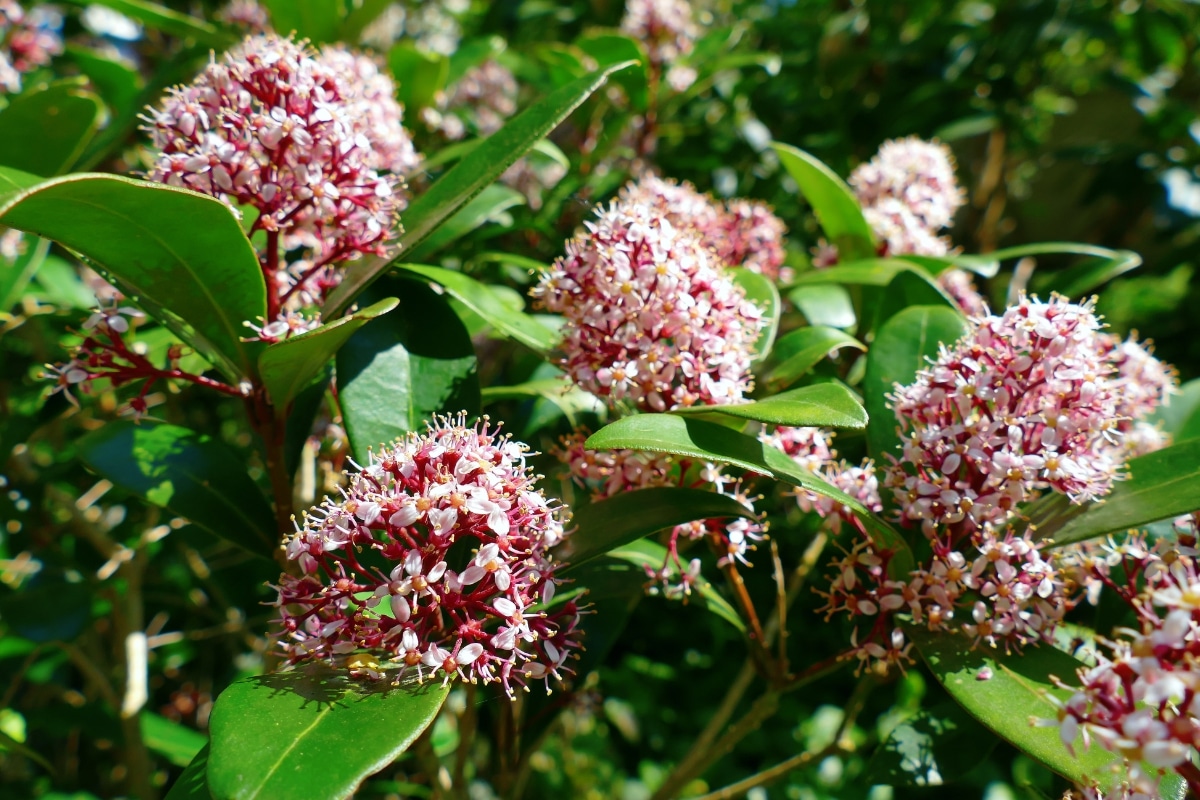 Le Skimmia japonica « Magic Marlot »