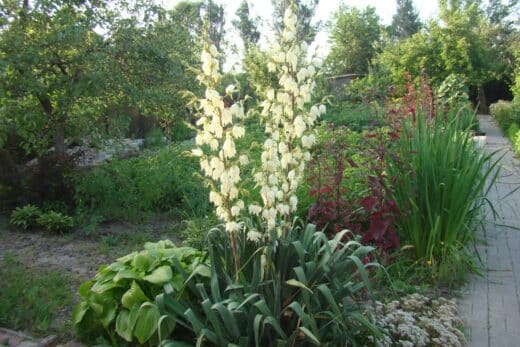 À épingler : Yucca : conseils d’entretien pour garder votre plante en bonne santé toute l’année