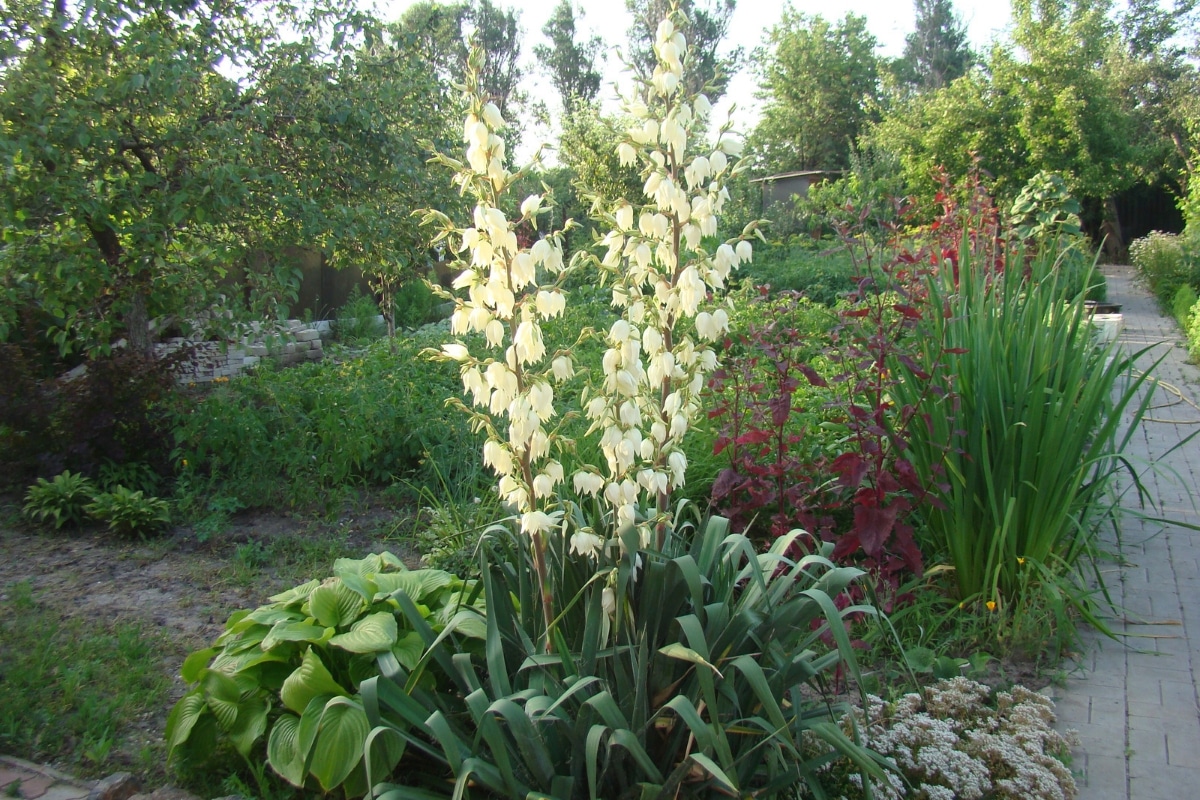 Le Yucca