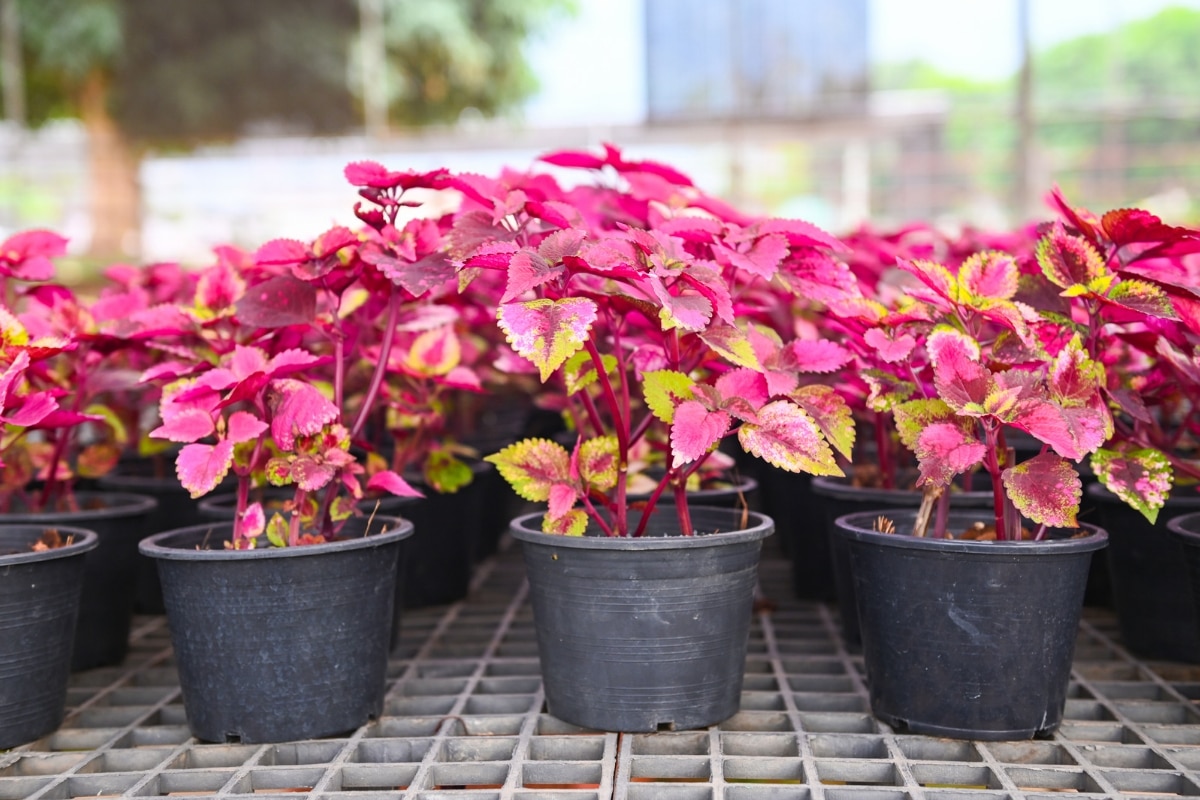 Plectranthus