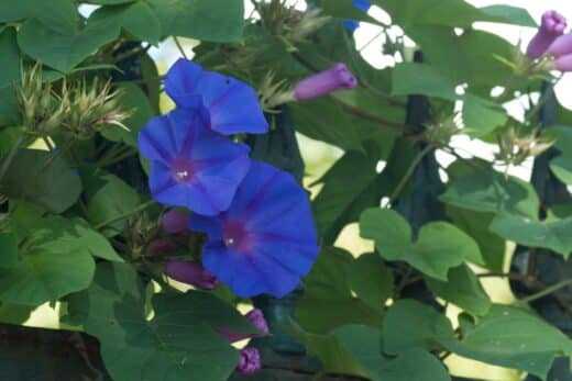 À épingler : L’ipomée : la plante grimpante idéale pour recouvrir votre grillage