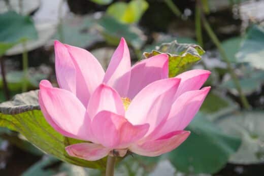 À épingler : Lotus sacré : une plante aquatique aux fleurs somptueuses et parfumées