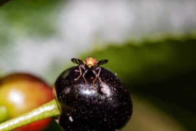 Lutter contre la mouche de la cerise