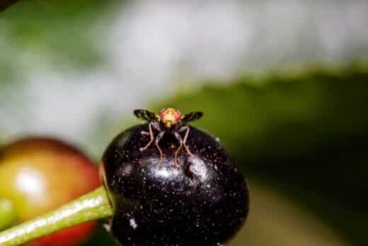 À épingler : Mouche de la cerise : comment lutter contre ce nuisible qui ravage vos récoltes ?