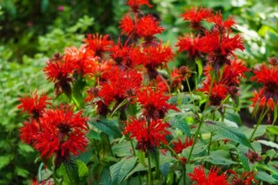 Monarde une vivace sauvage et aromatique à ajouter dans votre jardin
