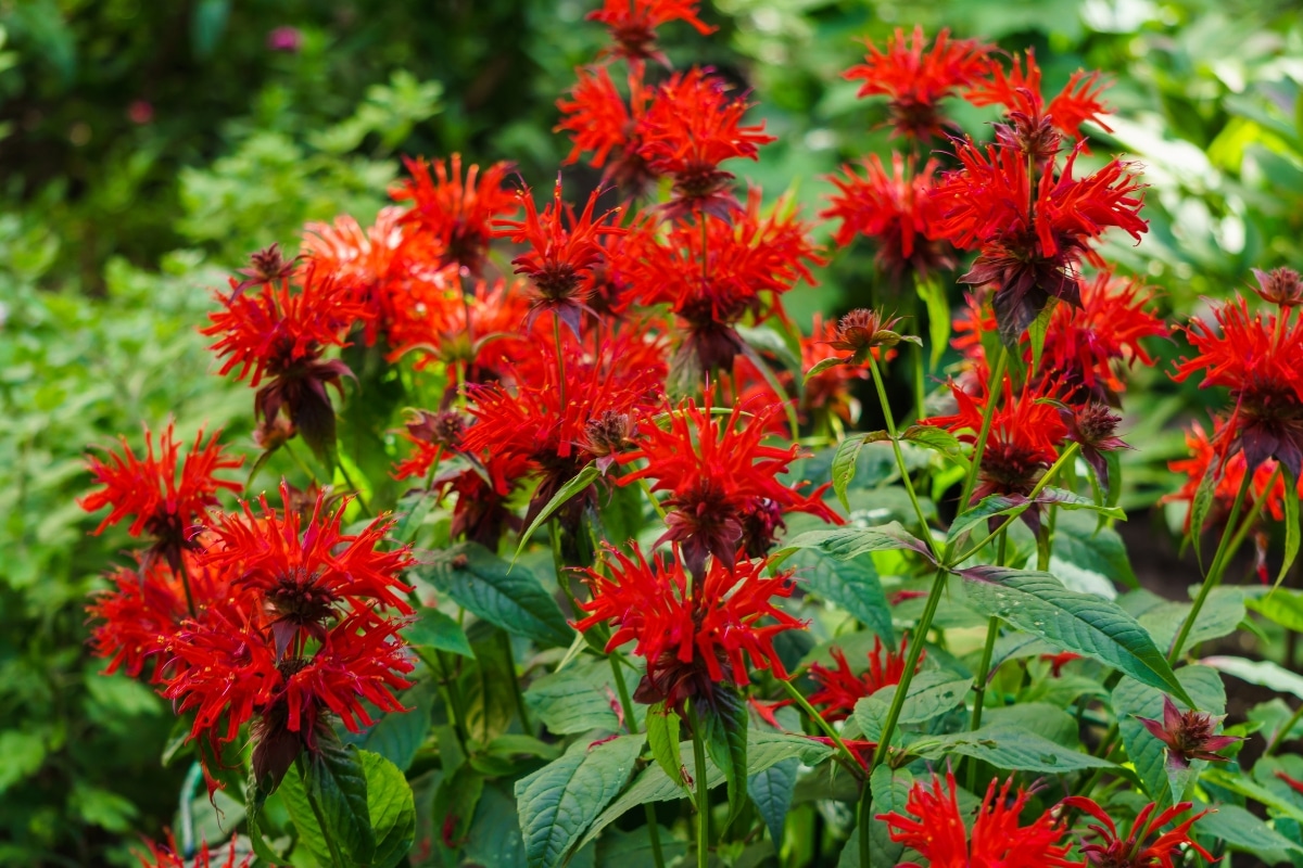 Monarde une vivace sauvage et aromatique à ajouter dans votre jardin