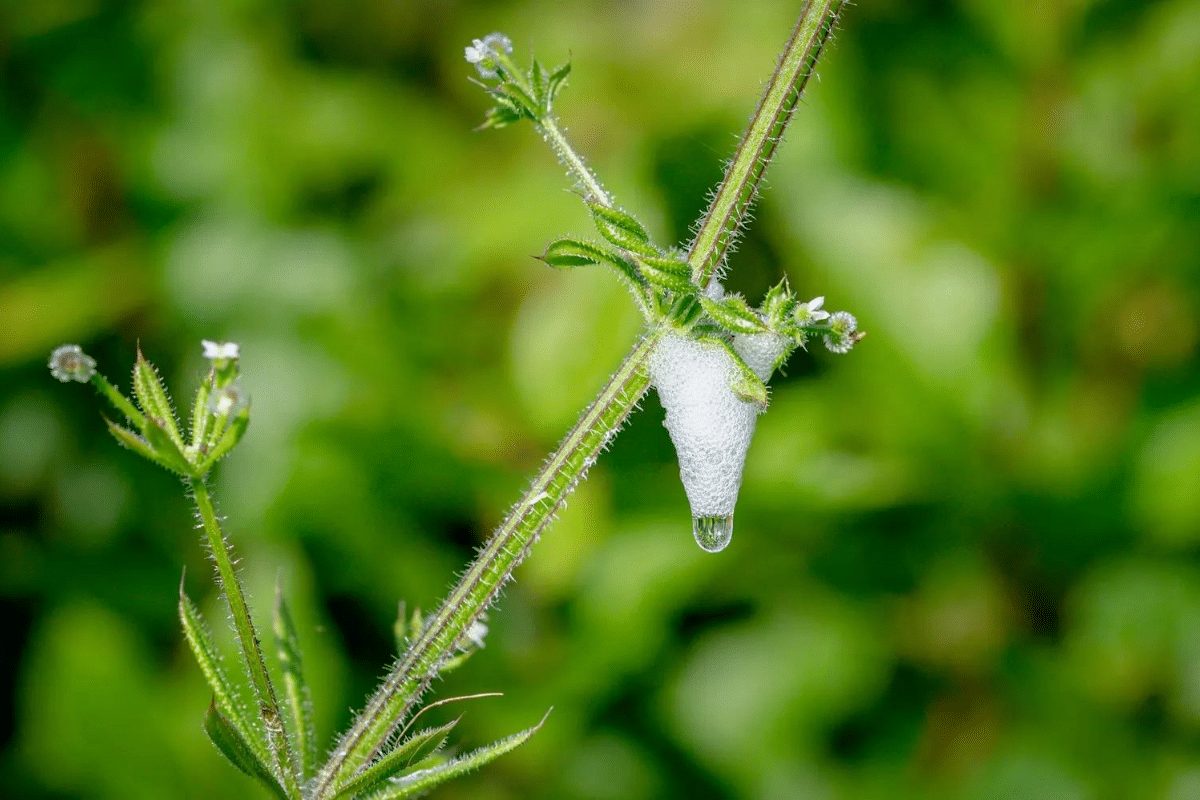 Mousse blanche sur les plantes
