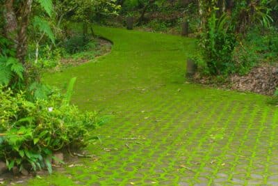 Mousse dans l'allée du jardin