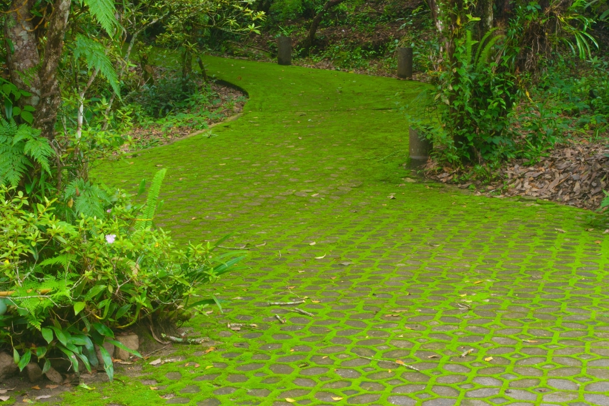 Mousse dans l'allée du jardin