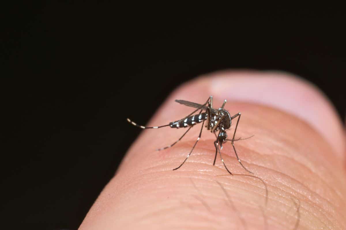 Moustique tigre : comment s'en débarrasser ? 