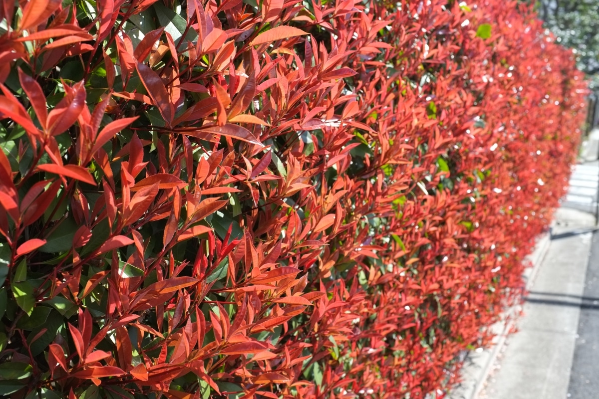 Photinia « Little Red Robin »