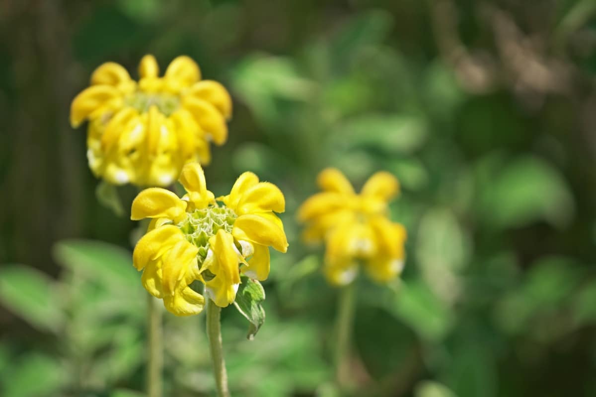 Planter et entretenir la sauge de Jérusalem