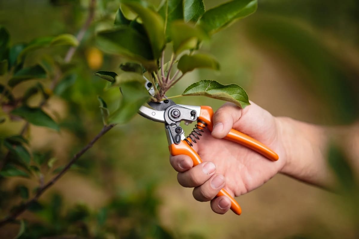 Voici les plantes et arbres à ne surtout pas tailler en juin