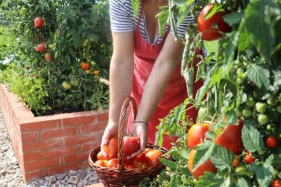 Protégez vos tomates des coups de soleil conseils