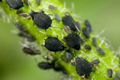 Pucerons noirs
